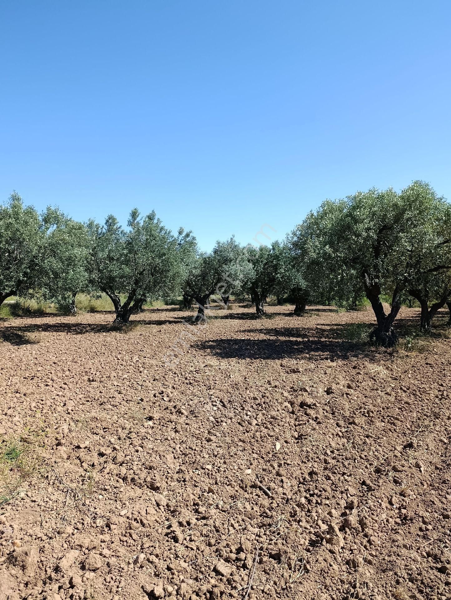 Manisa Turgutlu Sinirli Mh 3500m2 Zeytinlik - Görsel 25