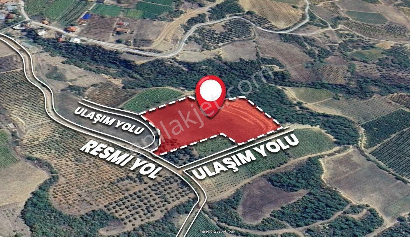 Emin Emlak,istanbula Komşu Bilecik'te,yatırımlık 16 Dönüm Zeytinlik