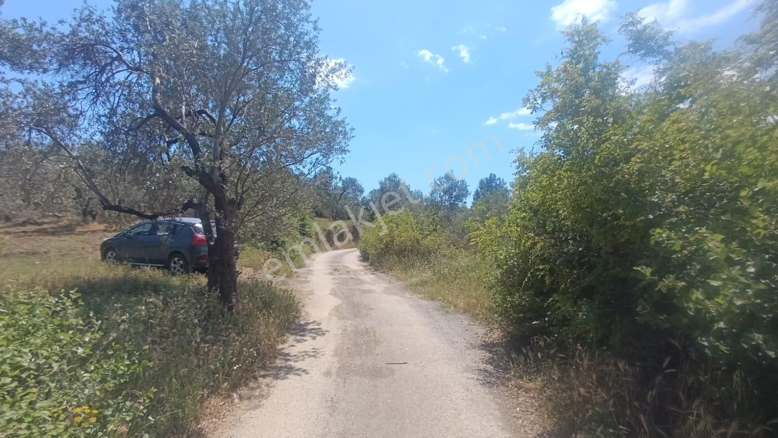 **konut Emlak'tan Kelepir Fiyata 2800 M2 Zeytinlik**