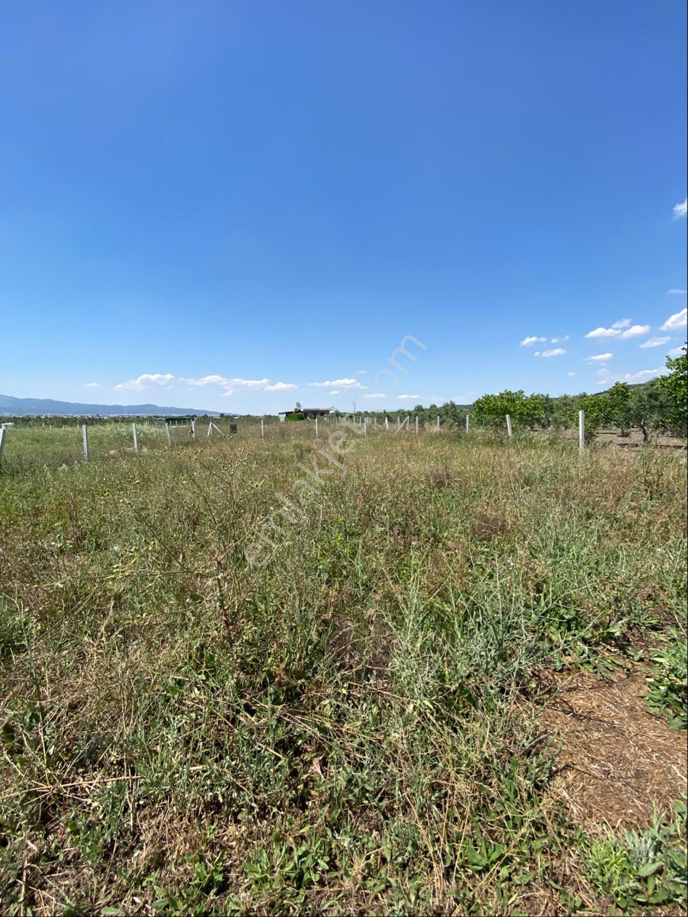 Menderes Tekelide Satılık Tarla - Görsel 3