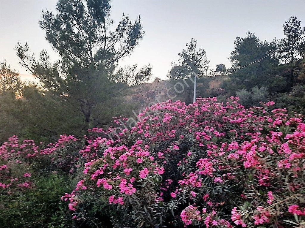Muğla Ortaca Gökbel’de Satılık Müstakil Tapulu 238 M2 Hobi Bahçesi - Görsel 6