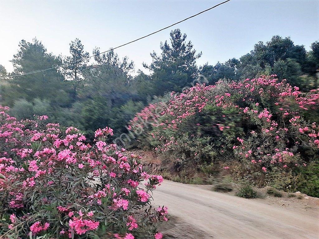 Muğla Ortaca Gökbel’de Satılık Müstakil Tapulu 238 M2 Hobi Bahçesi - Görsel 15