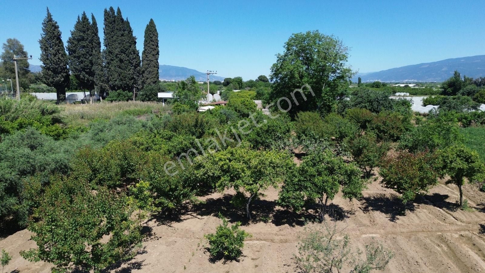 Atça İsabeyli Arası Karayoluna 60mt 2600m2 Satılık Bahçe - Görsel 6