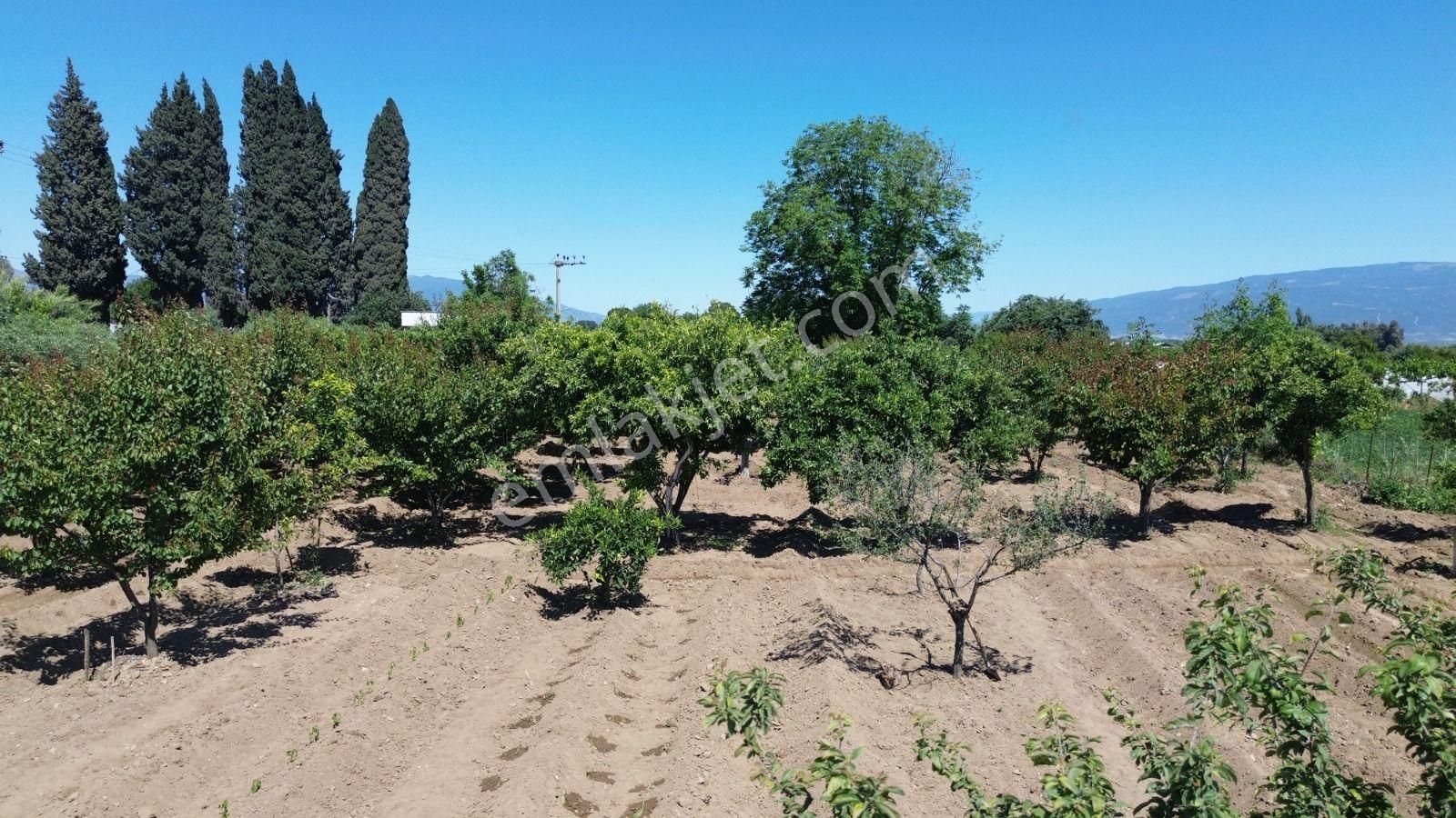 Atça İsabeyli Arası Karayoluna 60mt 2600m2 Satılık Bahçe - Görsel 16
