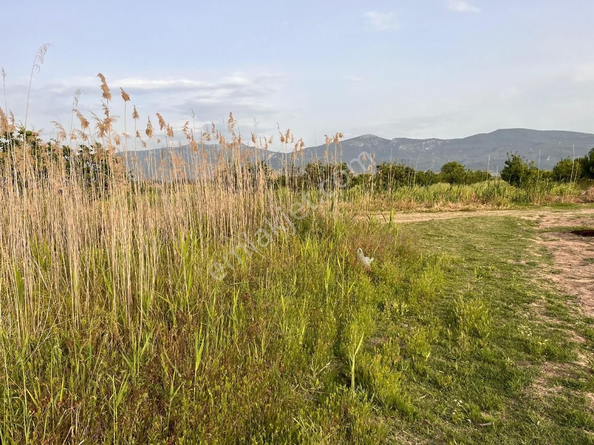 Pamukova Bacıköyde 1945 M² Satılık Tarla