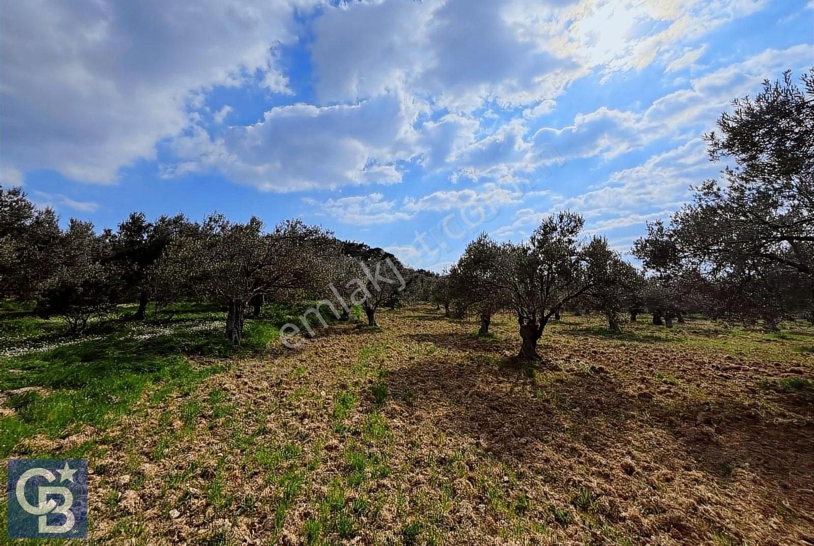 Acil Satılık! Fiyat Düştü! Satılık Tek Tapu 3724m2 Zeytinlik - Görsel 3