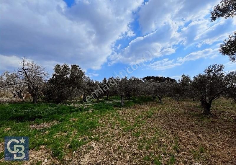 Acil Satılık! Fiyat Düştü! Satılık Tek Tapu 3724m2 Zeytinlik - Görsel 4
