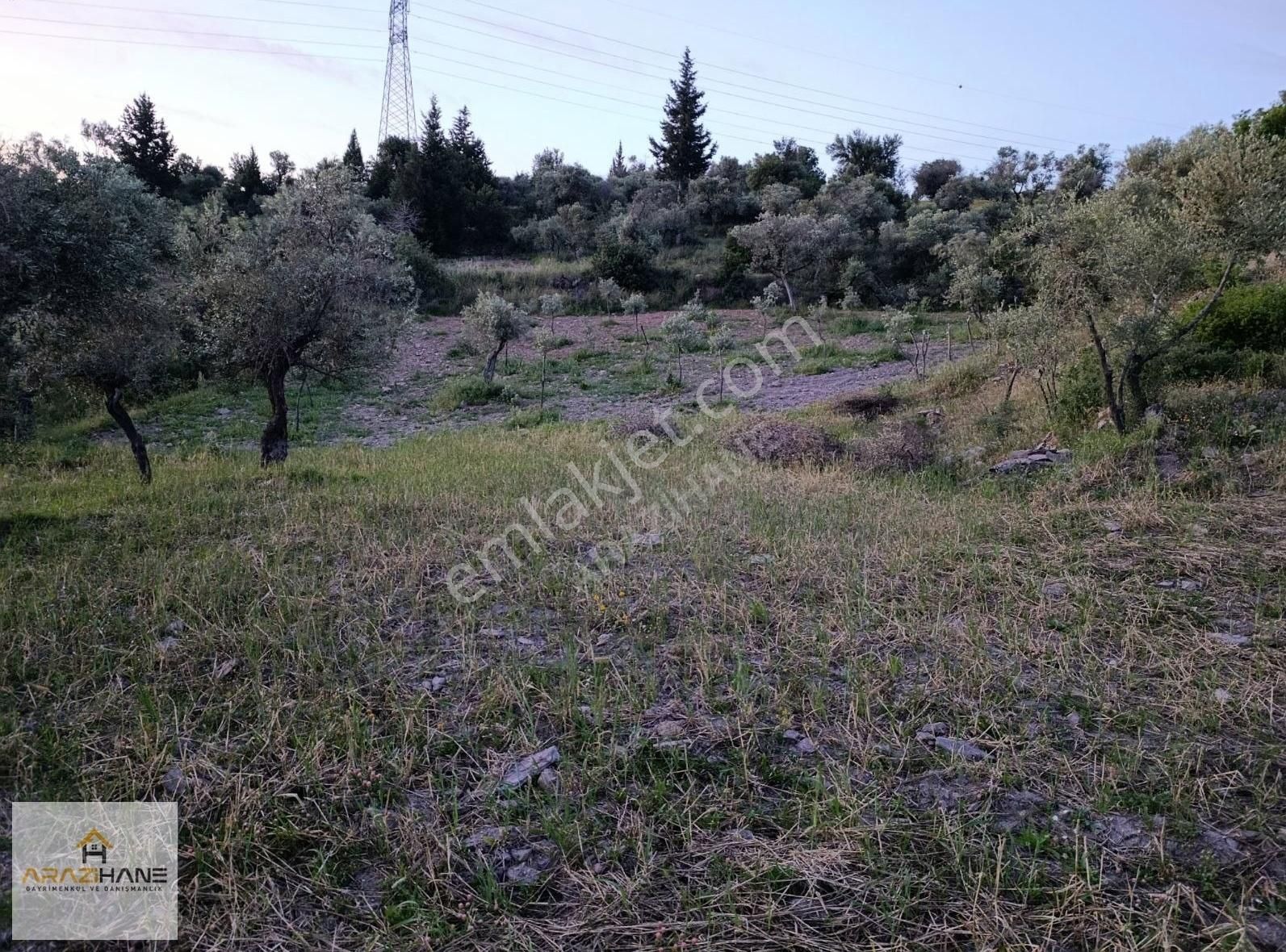 Milas Çiftlik'te Yolu Olan Z.tarla - Görsel 3