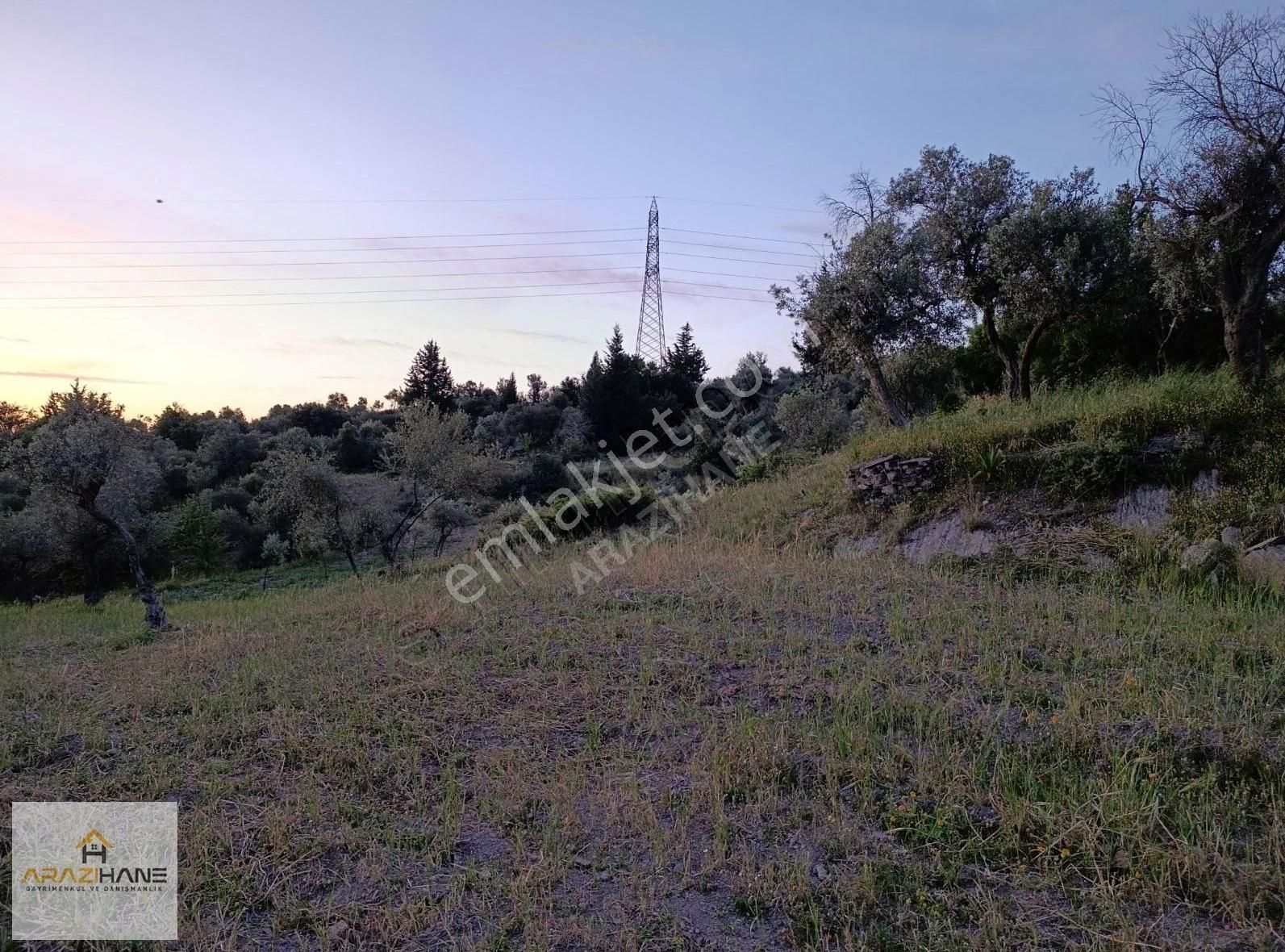 Milas Çiftlik'te Yolu Olan Z.tarla - Görsel 4