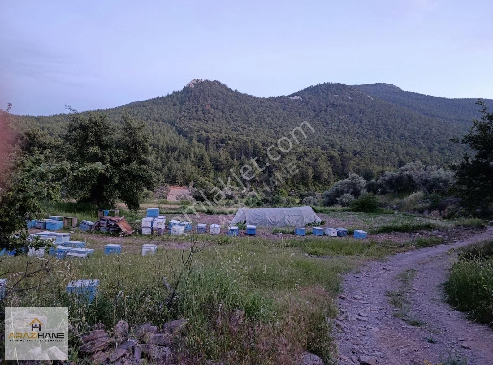 Milas Çiftlik'te Yolu Olan Z.tarla - Görsel 5