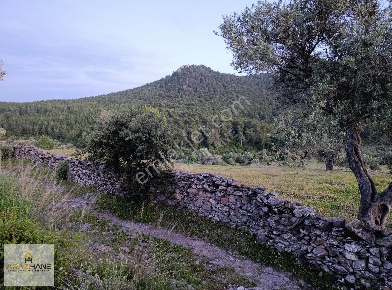 Milas Çiftlik'te Yolu Olan Z.tarla - Görsel 13
