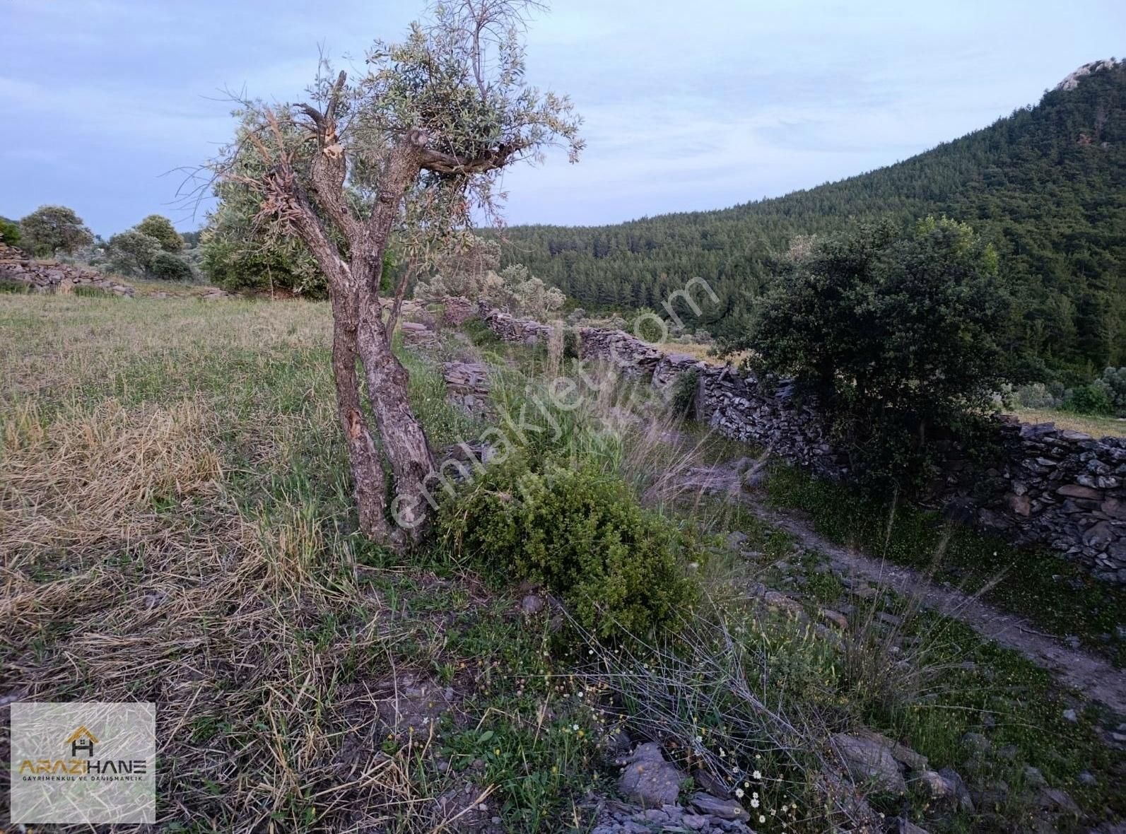Milas Çiftlik'te Yolu Olan Z.tarla - Görsel 11