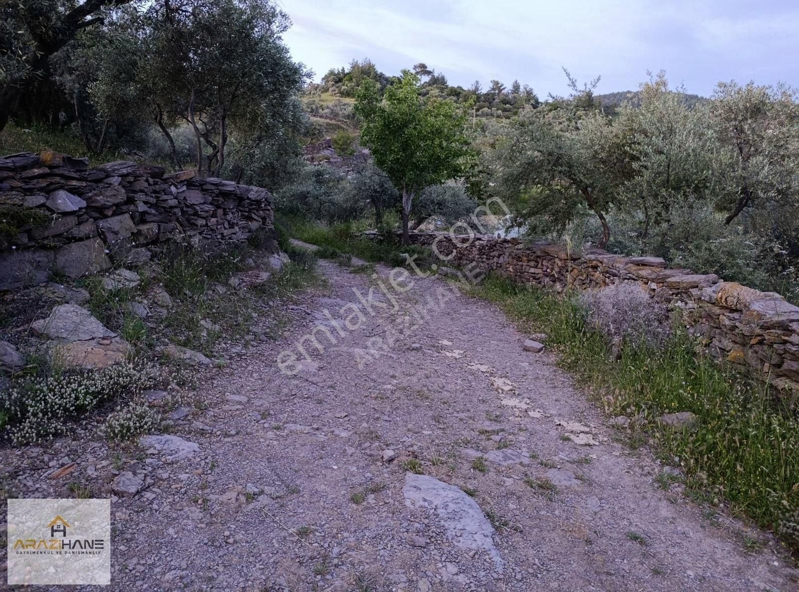 Milas Çiftlik'te Yolu Olan Z.tarla - Görsel 7