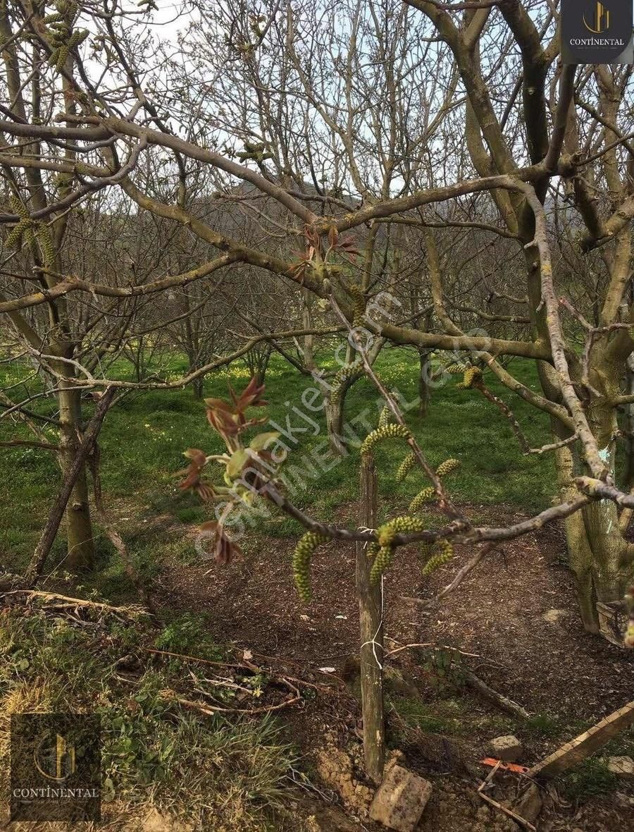 Samsun Kavak Satılık Tarla - Görsel 19