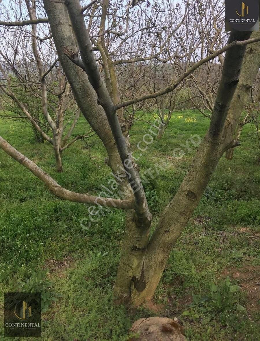 Samsun Kavak Satılık Tarla - Görsel 8