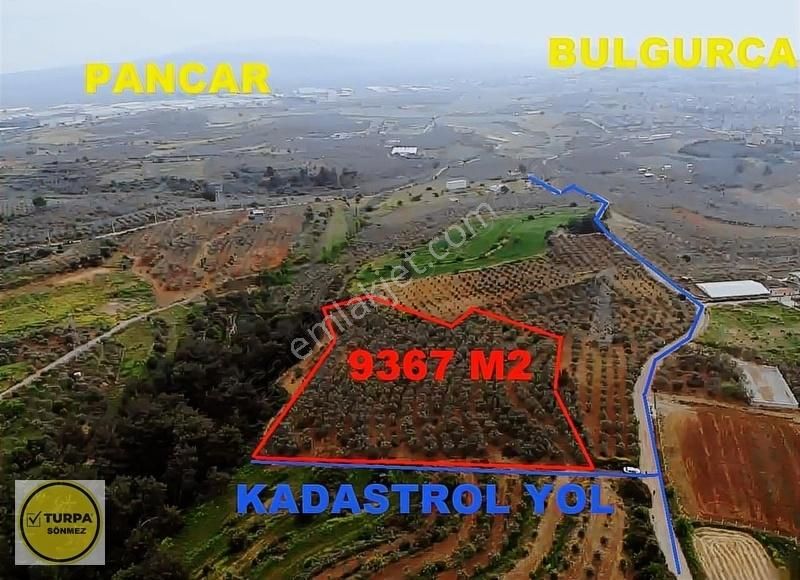 Bulgurca Köyü 9367 M2 Tek Müstakil Tapu - Satılık Zeytinlik - Görsel 11