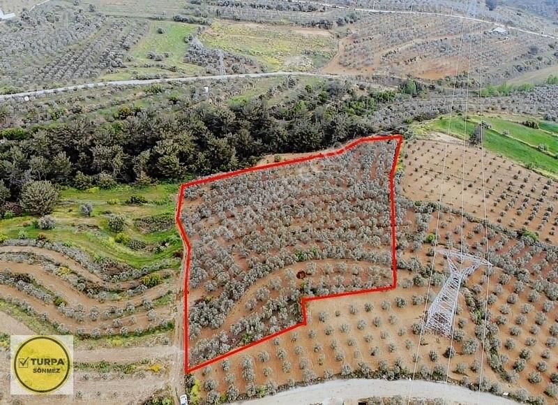 Bulgurca Köyü 9367 M2 Tek Müstakil Tapu - Satılık Zeytinlik - Görsel 14