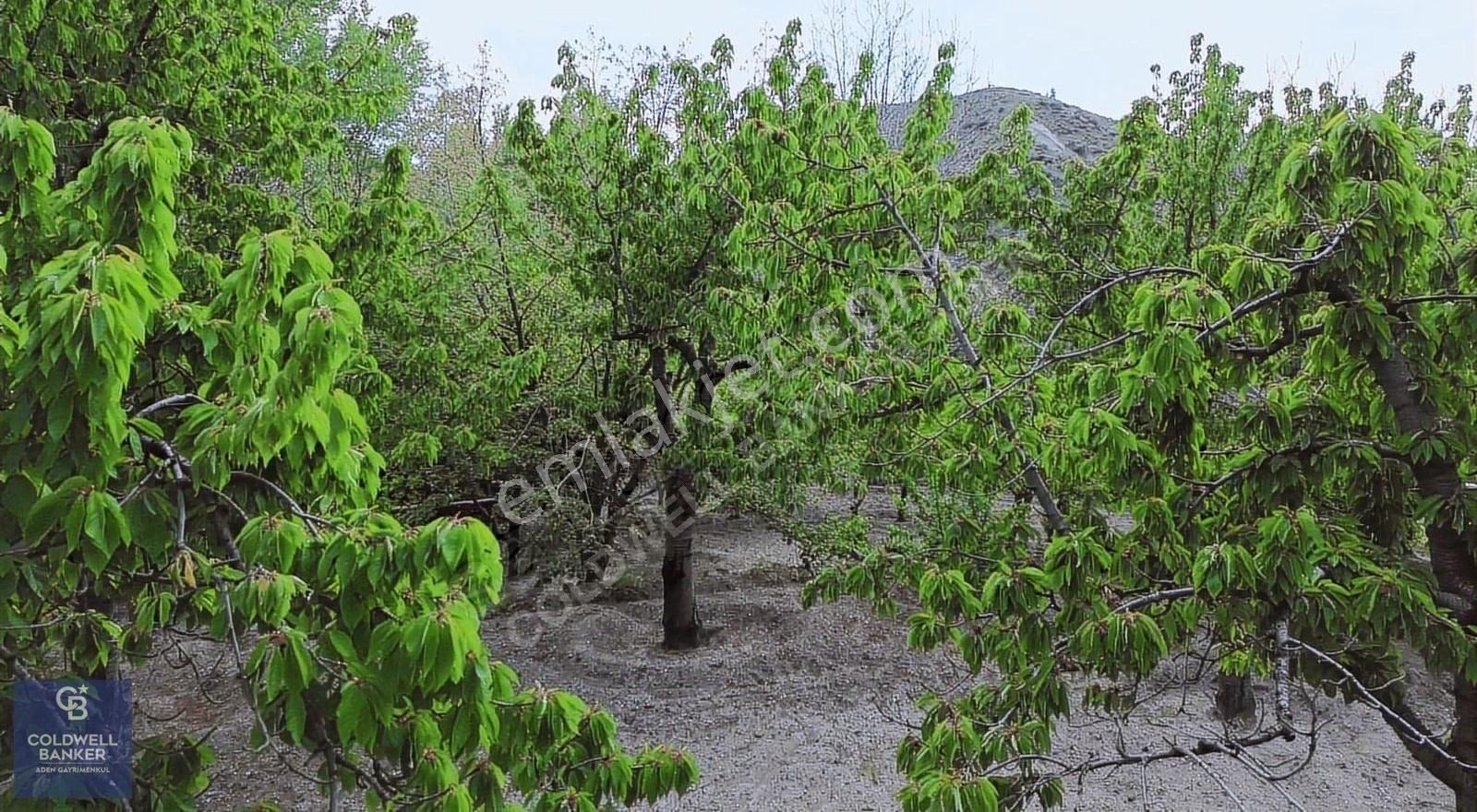 Ayaş Arıklar Bağlarında Satılık Müstakil Ev Ve Bahçesi - Görsel 14