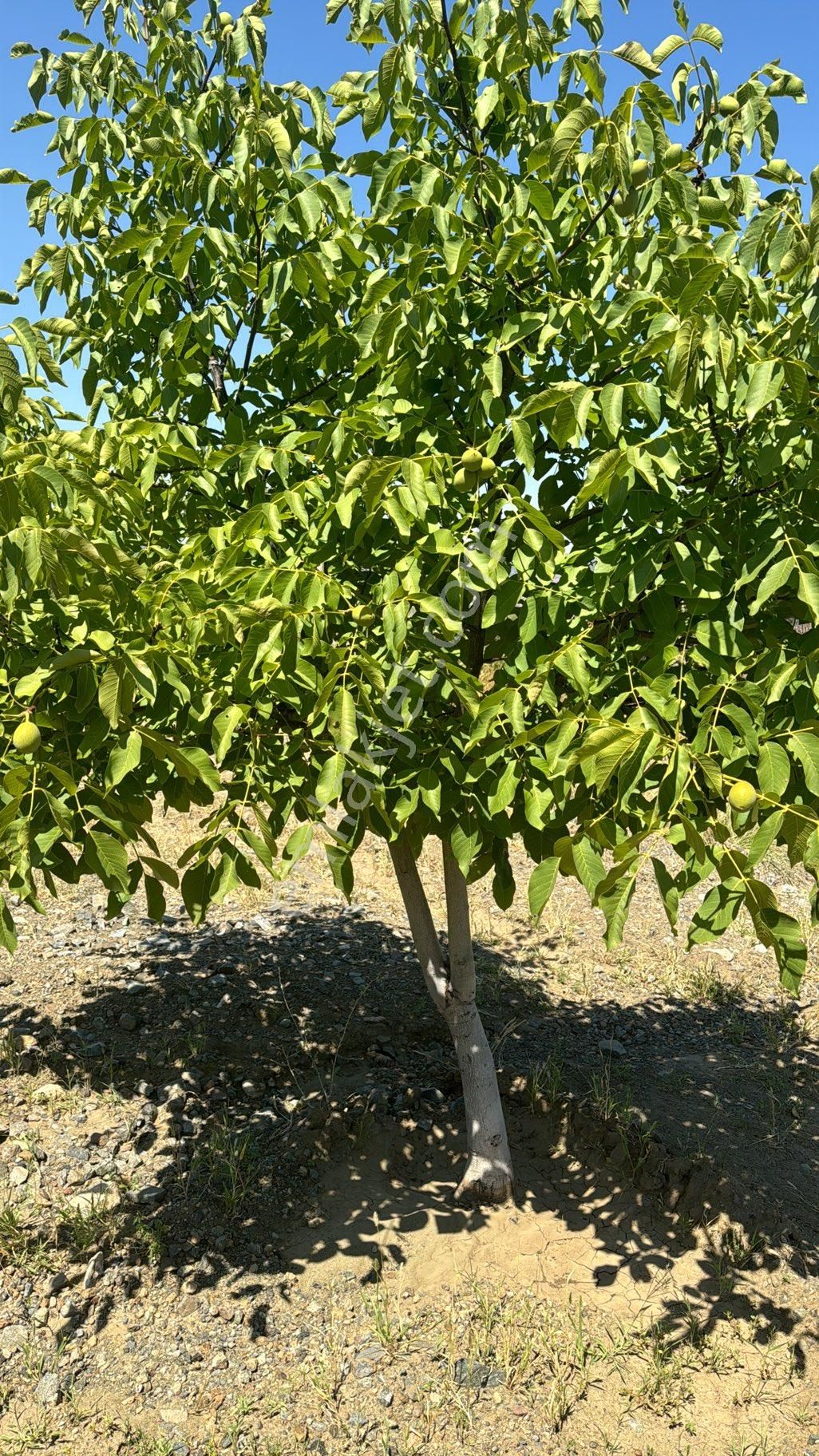 Acill!!‼️burdur Salda Gölüne Yakın