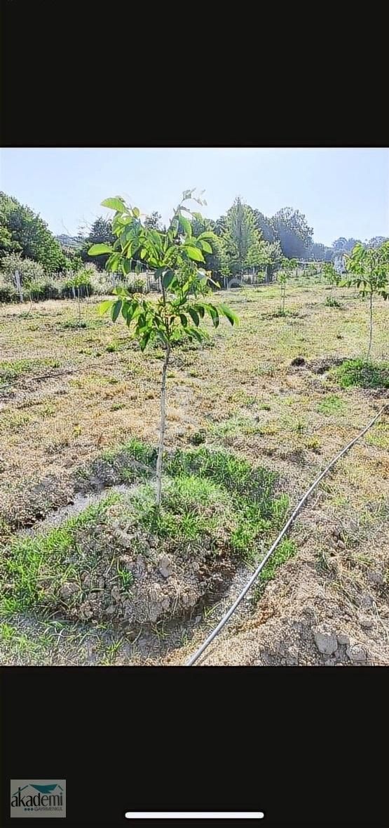 Saray Küçükyoncalıda Tek Tapu İçinde Bağ Evi Var