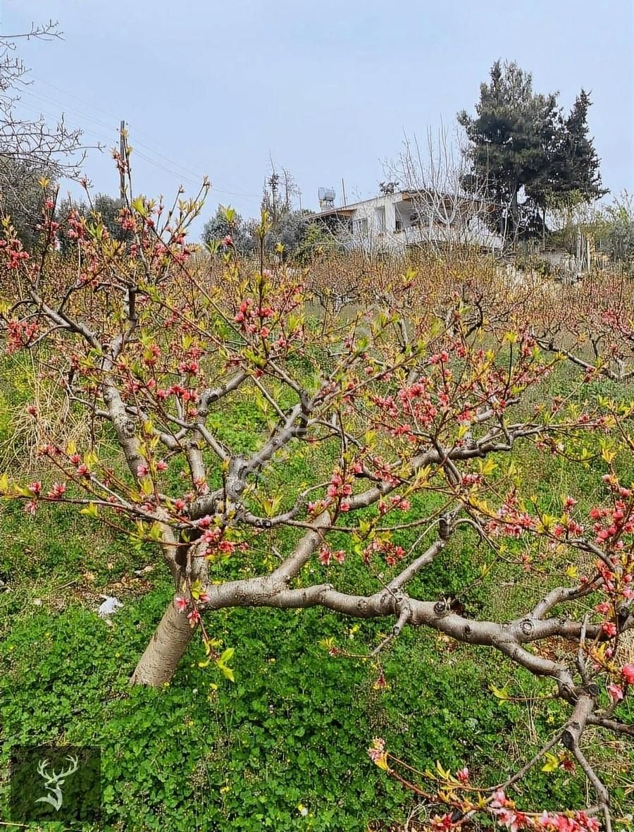 Ren Den Sıraçta Satılık Şeftali Bahçesi