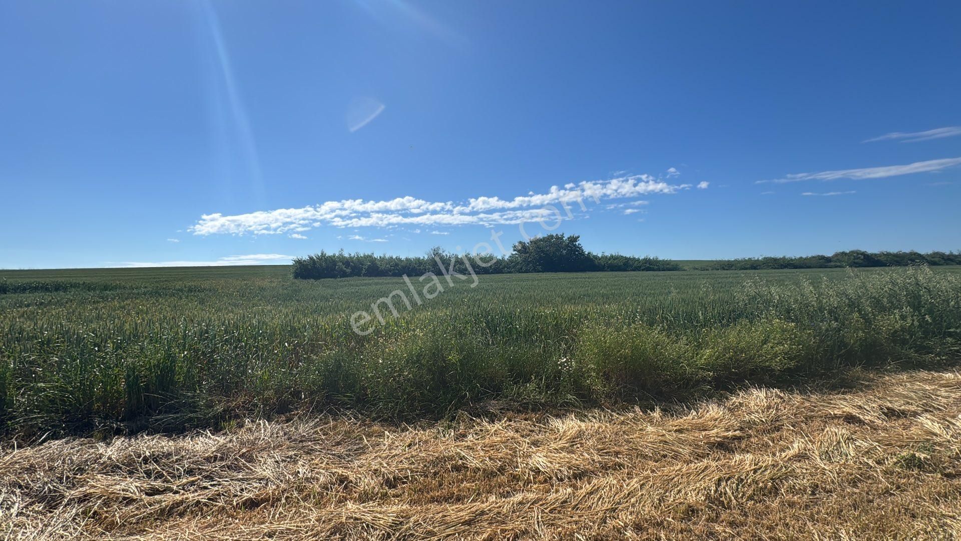 Tekirdağ Saray Çukuryurt Satılık Tek Tapu 4200m2 Tarla