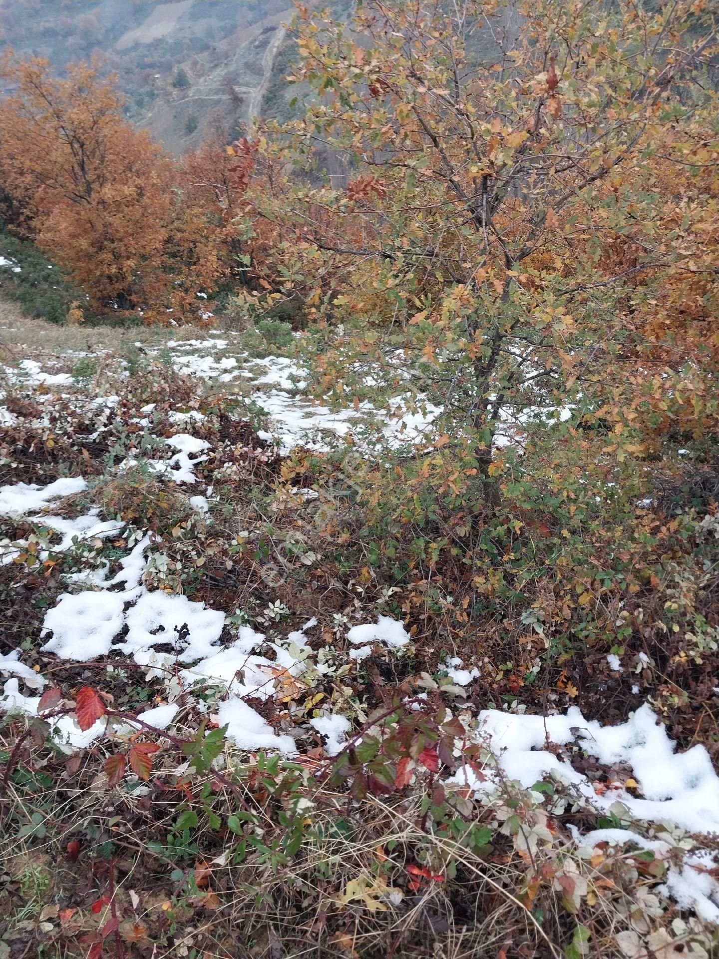 Sahibindensatilik 500 Mt Tarla Çoookuyguna İznik Tacirde Köyün Yaninda - Görsel 3