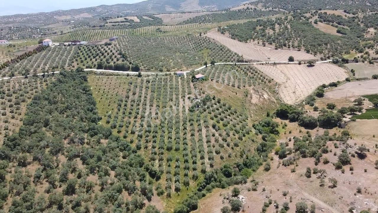 Gökeyüp Mahallesi'nde 54 Dönüm Satılık Zeytinlik