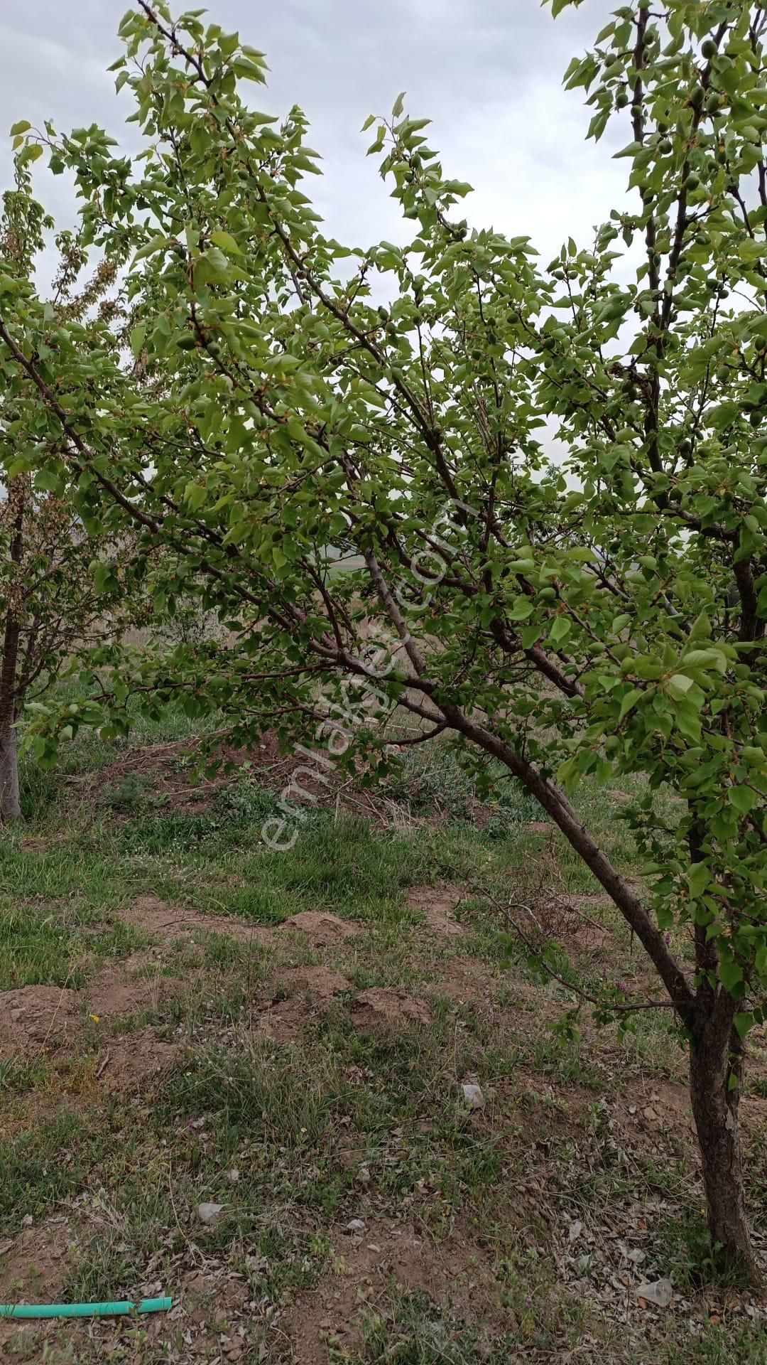 Sivas Şarkışla Satılık Tarla Ve Köy Evi Elmalı Köyü 5232m2