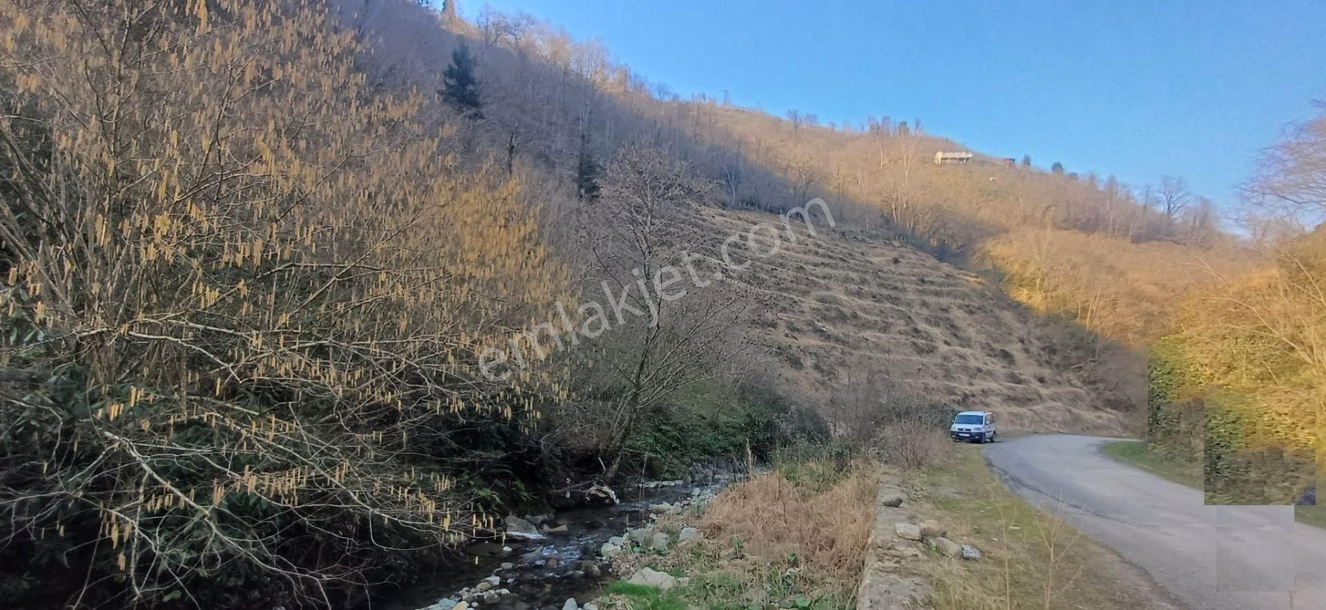 Satılık 5 Dönüm Fındık Bahçesi
