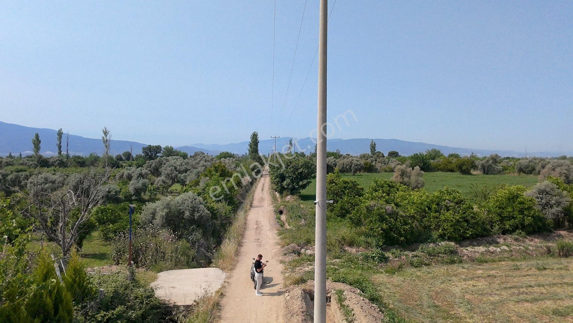 Satılık Zeytinlik Arazi – Aydın / Nazilli / Güzelköy Mevkii