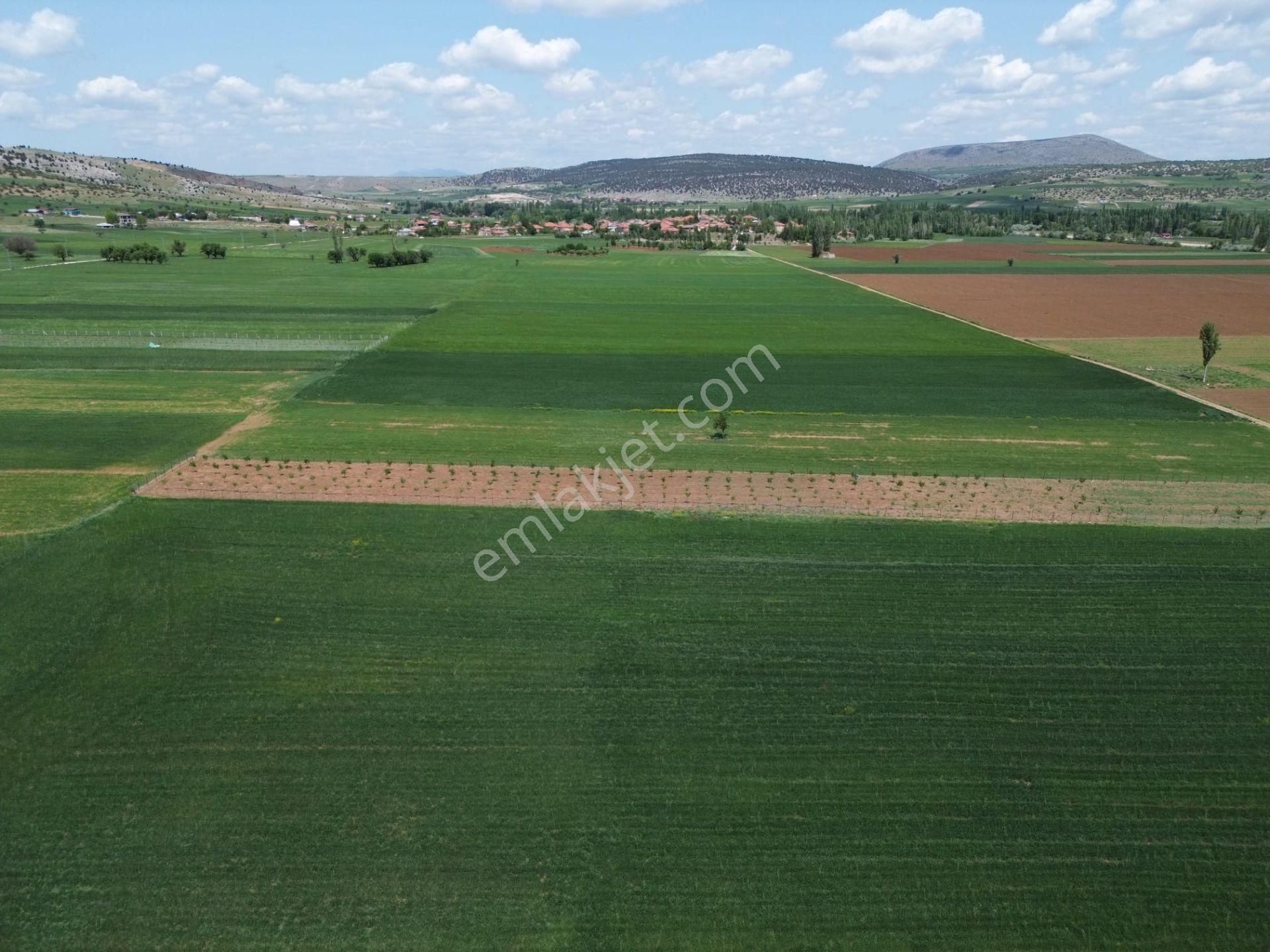 Beyşehir Bekdemir Mahallesinde Satılık Ceviz Meyve Bahçesi Suyu Mevcut - Görsel 3