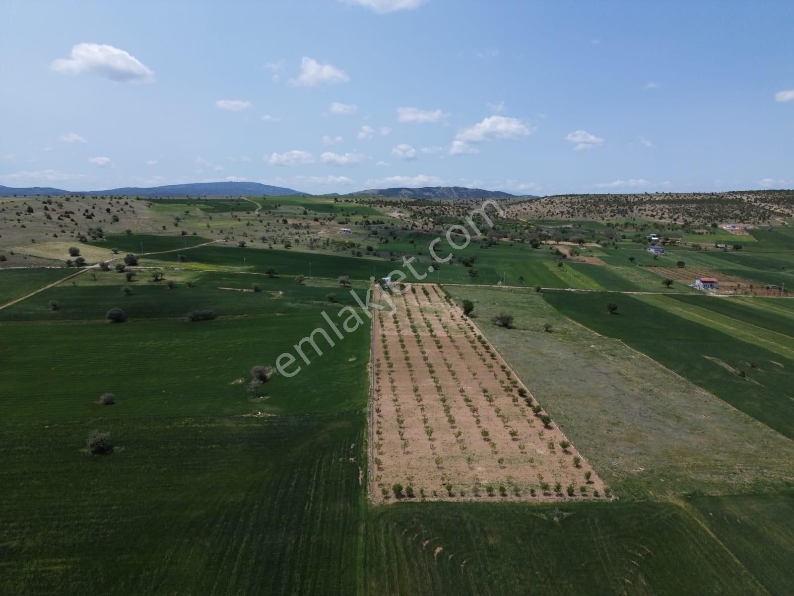Beyşehir Bekdemir Mahallesinde Satılık Ceviz Meyve Bahçesi Suyu Mevcut - Görsel 13