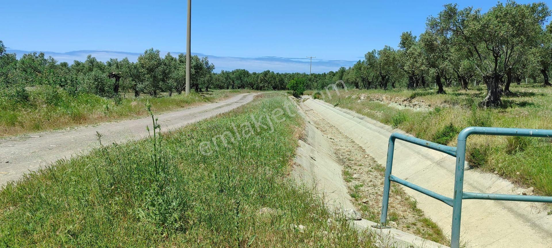 Can Emlak’tan Ayvalık’ta Yatırımlık Ulaşımı Kolay Zeytinlik! - Görsel 5