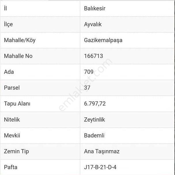 Can Emlak’tan | Ayvalık Gazikemalpaşa Mahallesi’nde 10.300 M² Satılık Zeytinlik! - Görsel 2
