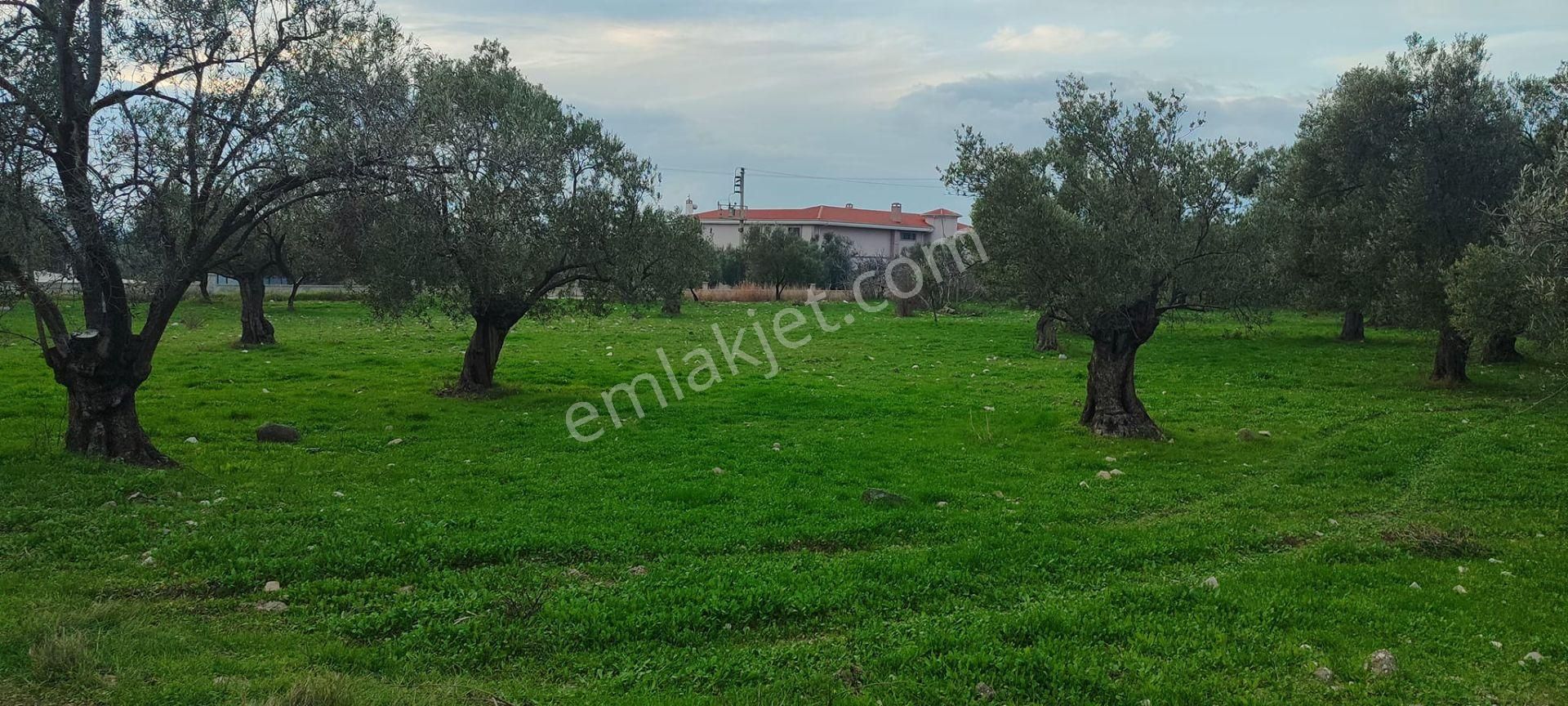 Can Emlak’tan | Ayvalık Gazikemalpaşa Mahallesi’nde 10.300 M² Satılık Zeytinlik! - Görsel 15