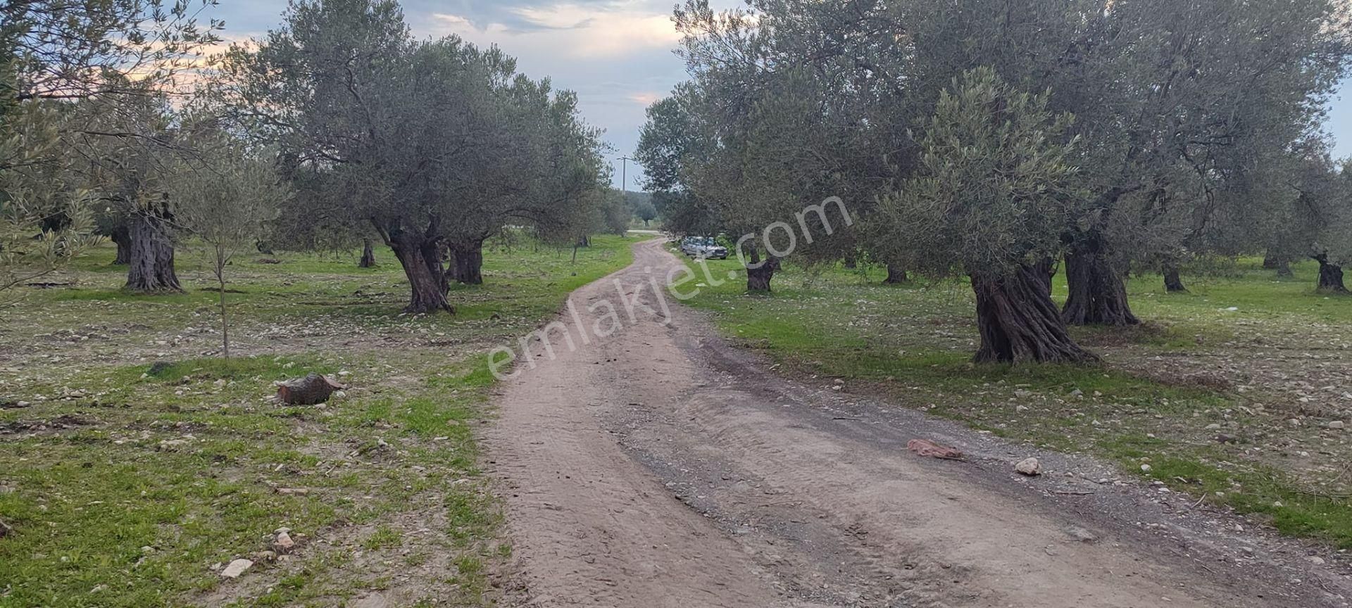 Can Emlak’tan | Ayvalık Gazikemalpaşa Mahallesi’nde 10.300 M² Satılık Zeytinlik! - Görsel 13