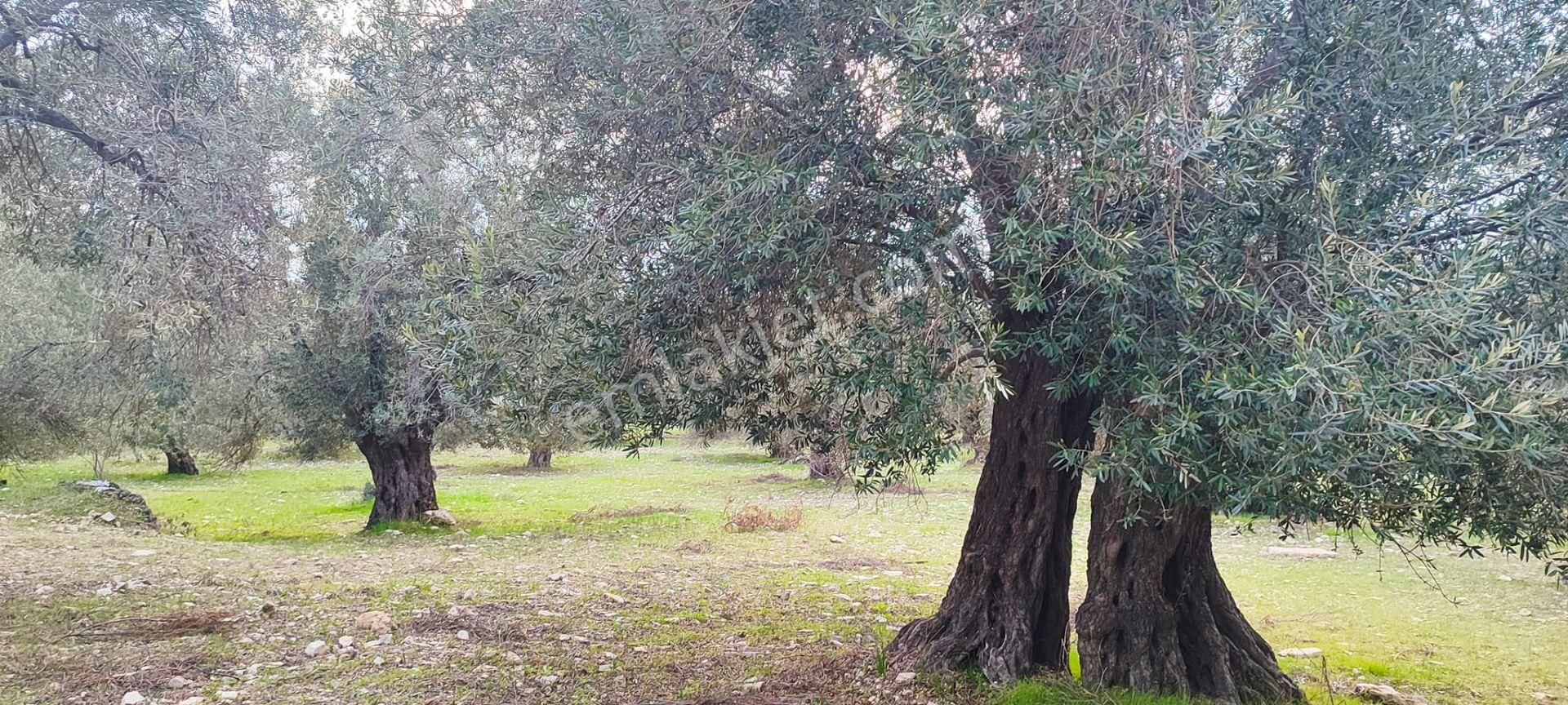 Can Emlak’tan | Ayvalık Gazikemalpaşa Mahallesi’nde 10.300 M² Satılık Zeytinlik! - Görsel 5