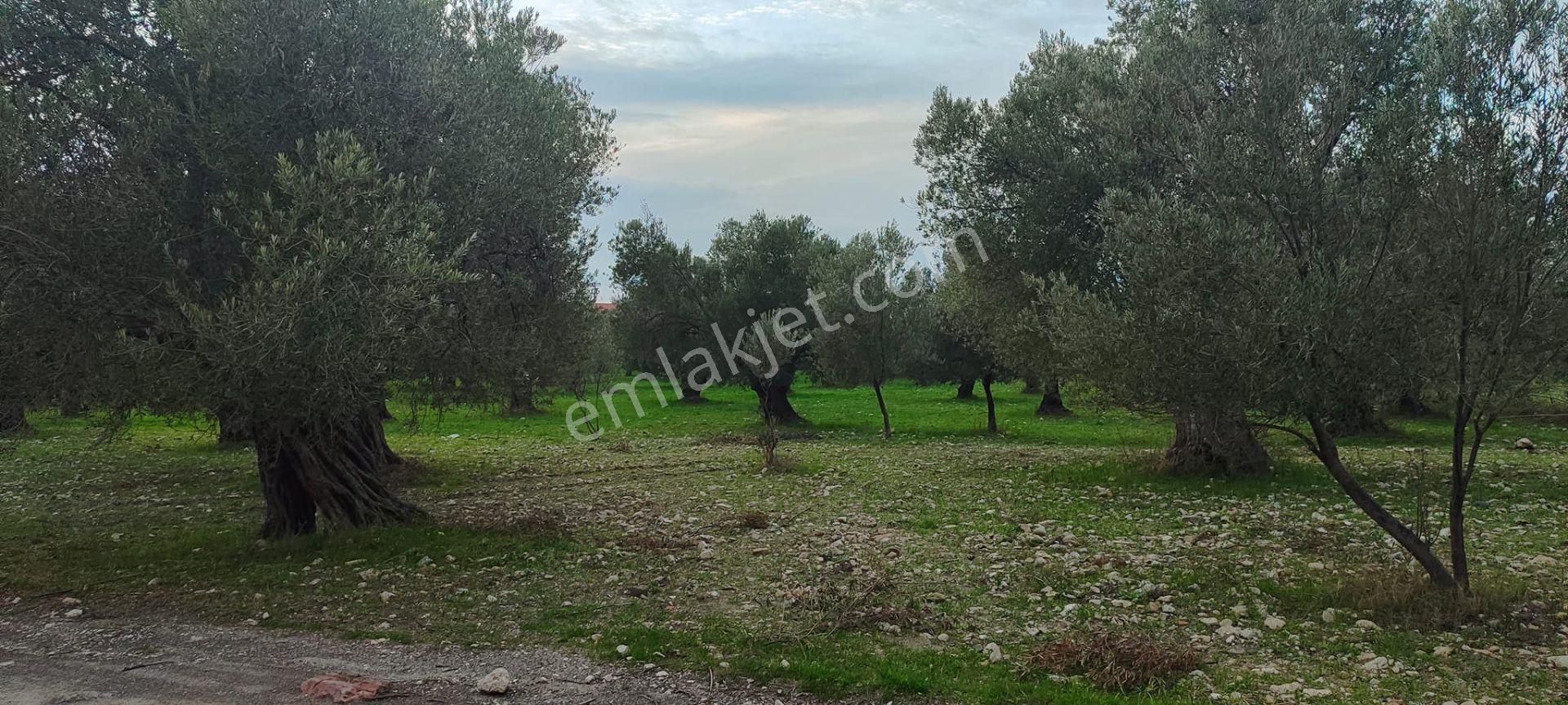 Can Emlak’tan | Ayvalık Gazikemalpaşa Mahallesi’nde 10.300 M² Satılık Zeytinlik! - Görsel 4