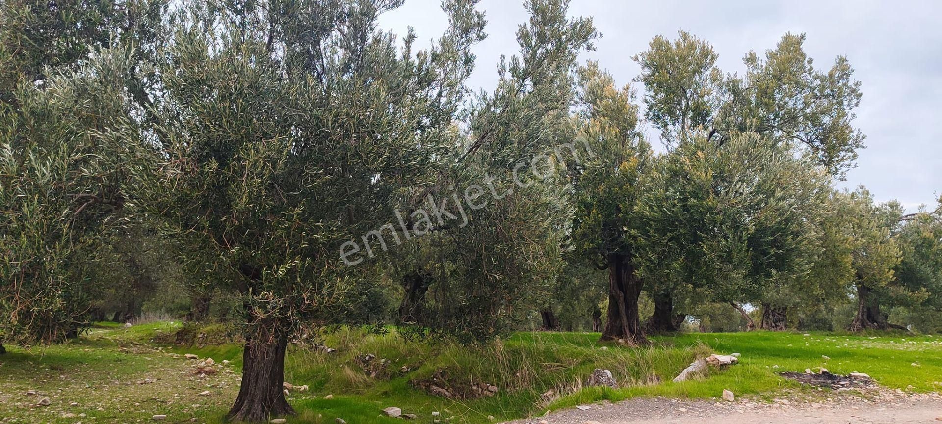 Can Emlak’tan | Ayvalık Gazikemalpaşa Mahallesi’nde 10.300 M² Satılık Zeytinlik! - Görsel 8
