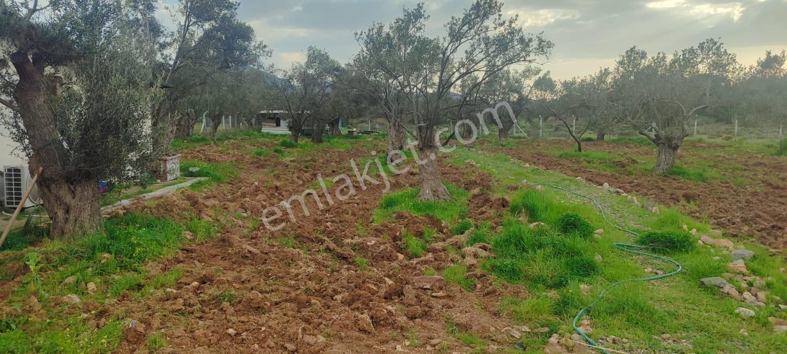 Doğayla İç İçe, Cunda Adası’nda Bakımlı Ve Verimli Zeytinlik Satılık - Görsel 18