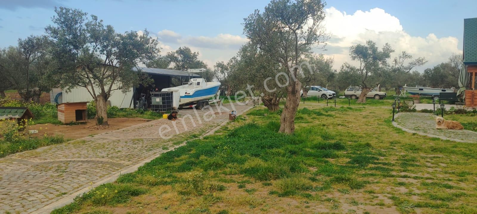 Doğayla İç İçe, Cunda Adası’nda Bakımlı Ve Verimli Zeytinlik Satılık - Görsel 17