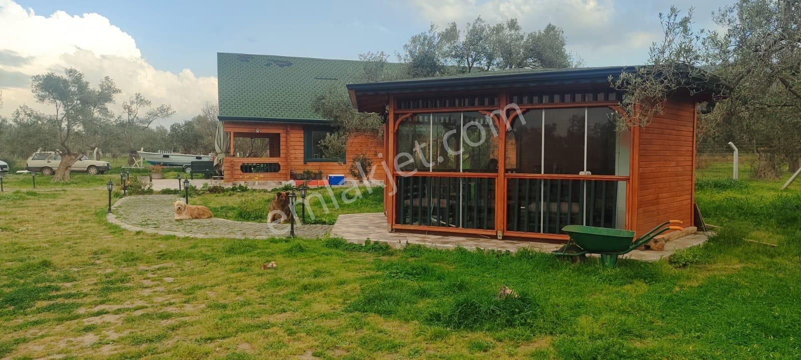 Doğayla İç İçe, Cunda Adası’nda Bakımlı Ve Verimli Zeytinlik Satılık - Görsel 19