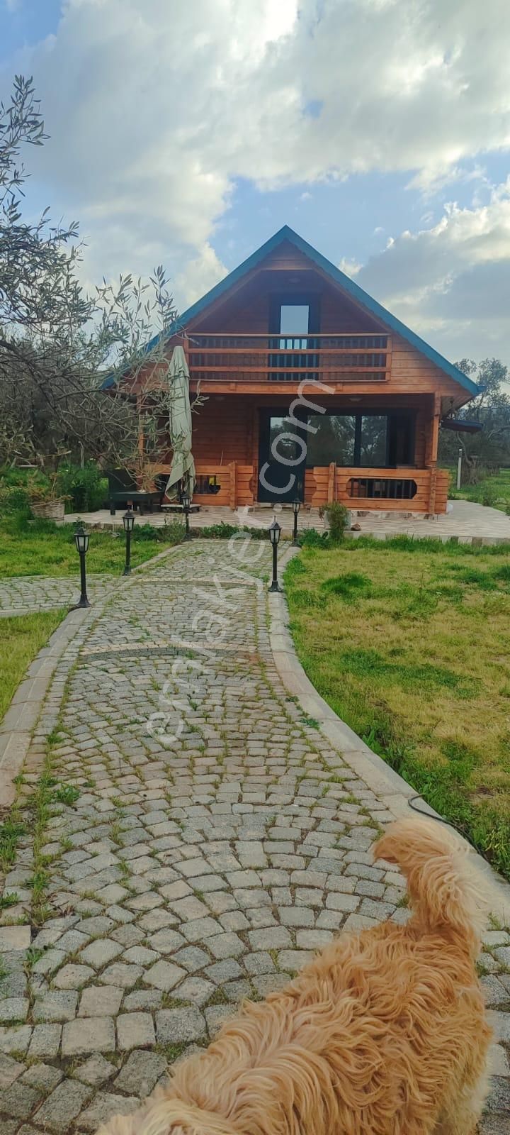 Doğayla İç İçe, Cunda Adası’nda Bakımlı Ve Verimli Zeytinlik Satılık - Görsel 8