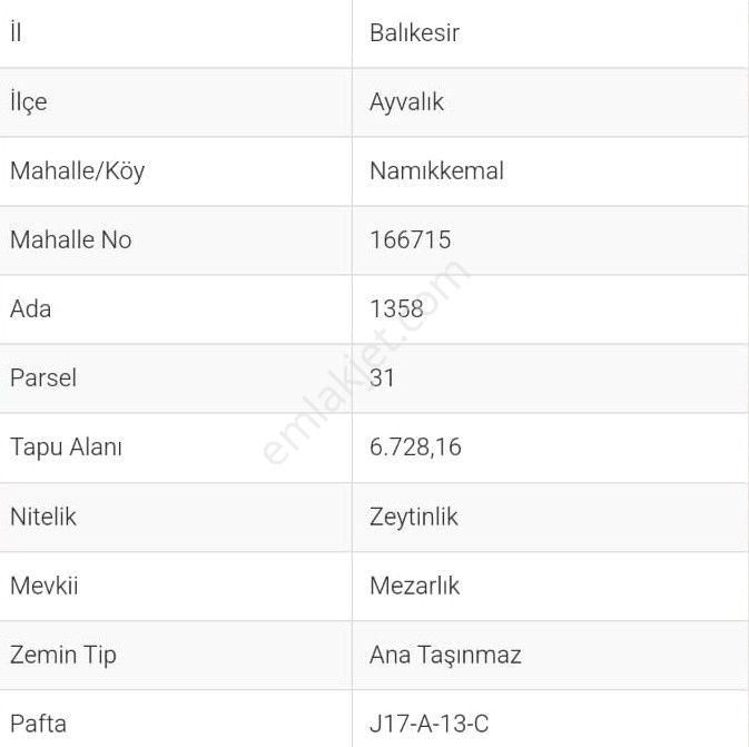 Doğayla İç İçe, Cunda Adası’nda Bakımlı Ve Verimli Zeytinlik Satılık - Görsel 3