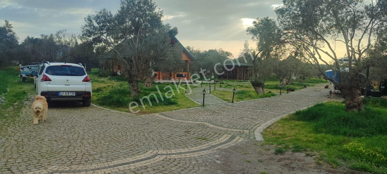 Doğayla İç İçe, Cunda Adası’nda Bakımlı Ve Verimli Zeytinlik Satılık - Görsel 20
