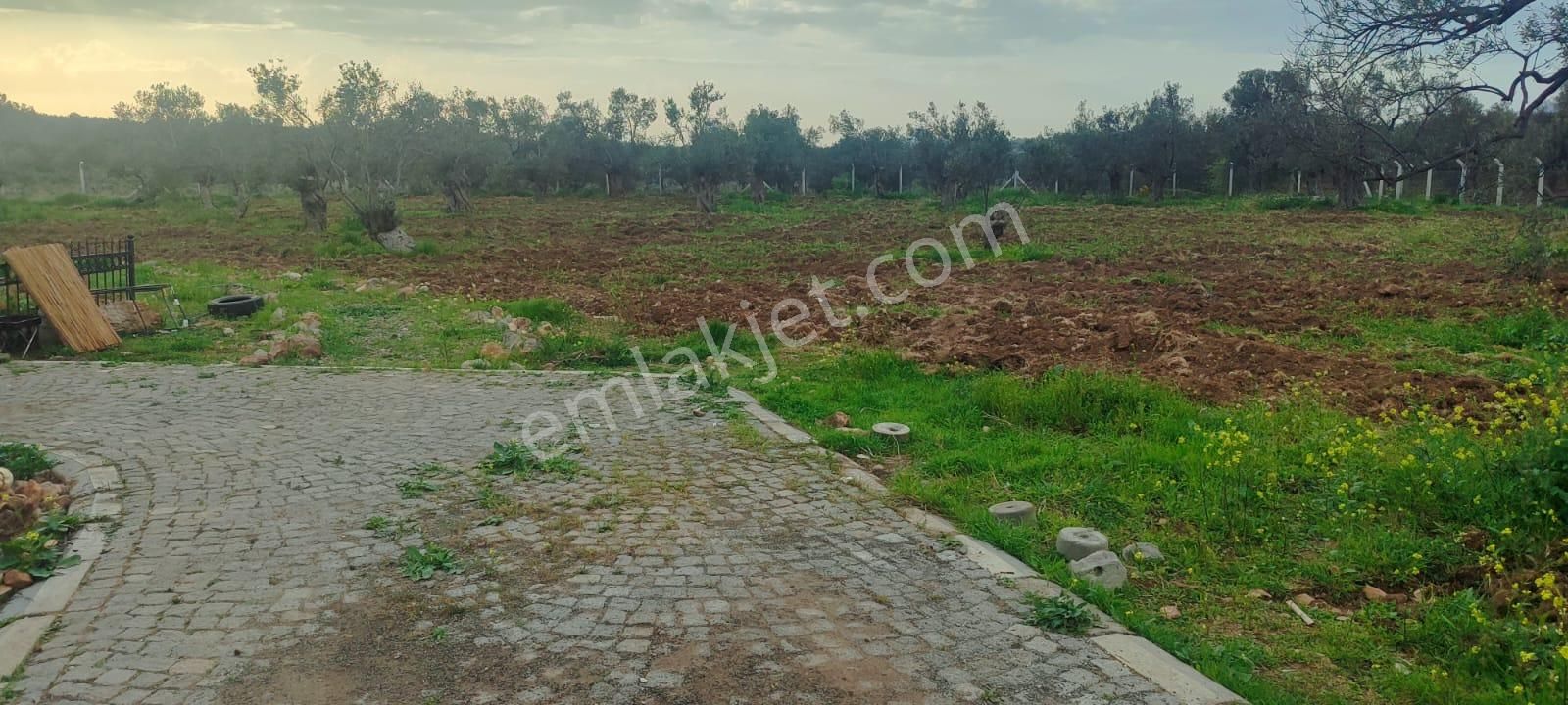 Doğayla İç İçe, Cunda Adası’nda Bakımlı Ve Verimli Zeytinlik Satılık - Görsel 15