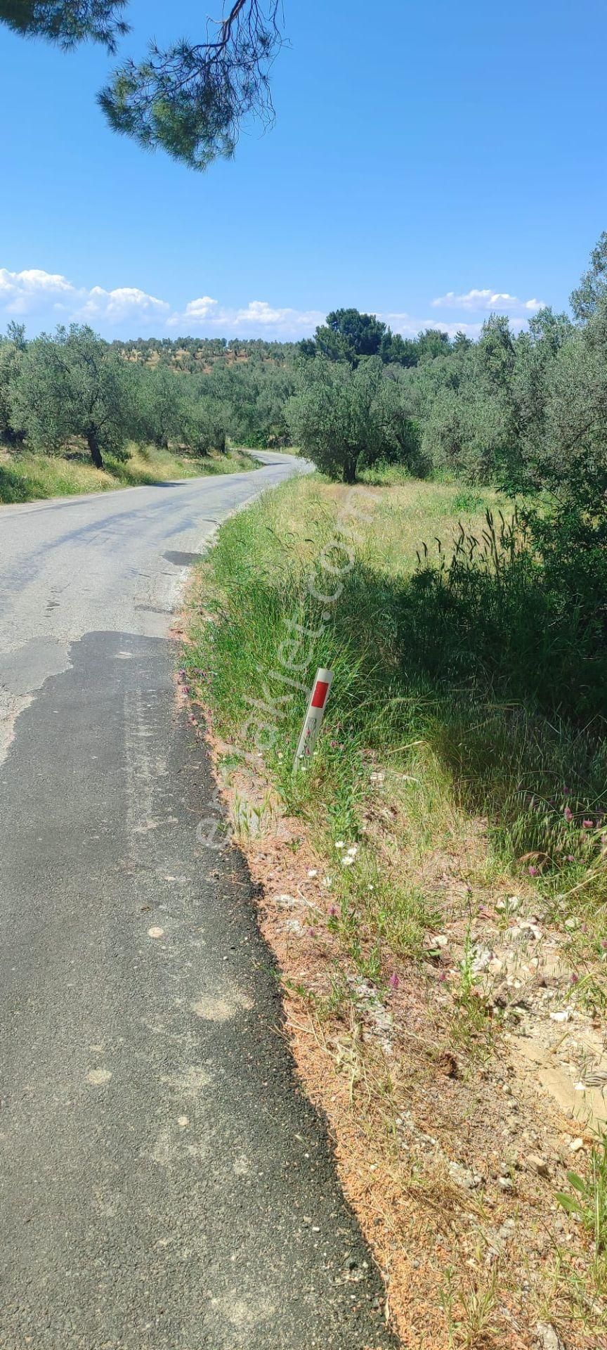 Ayvalık Mutlu Köy Mevkiinde Kadastro Yola Sıfır, Ana Yola Yakın Süper Zeytinlik! - Görsel 12