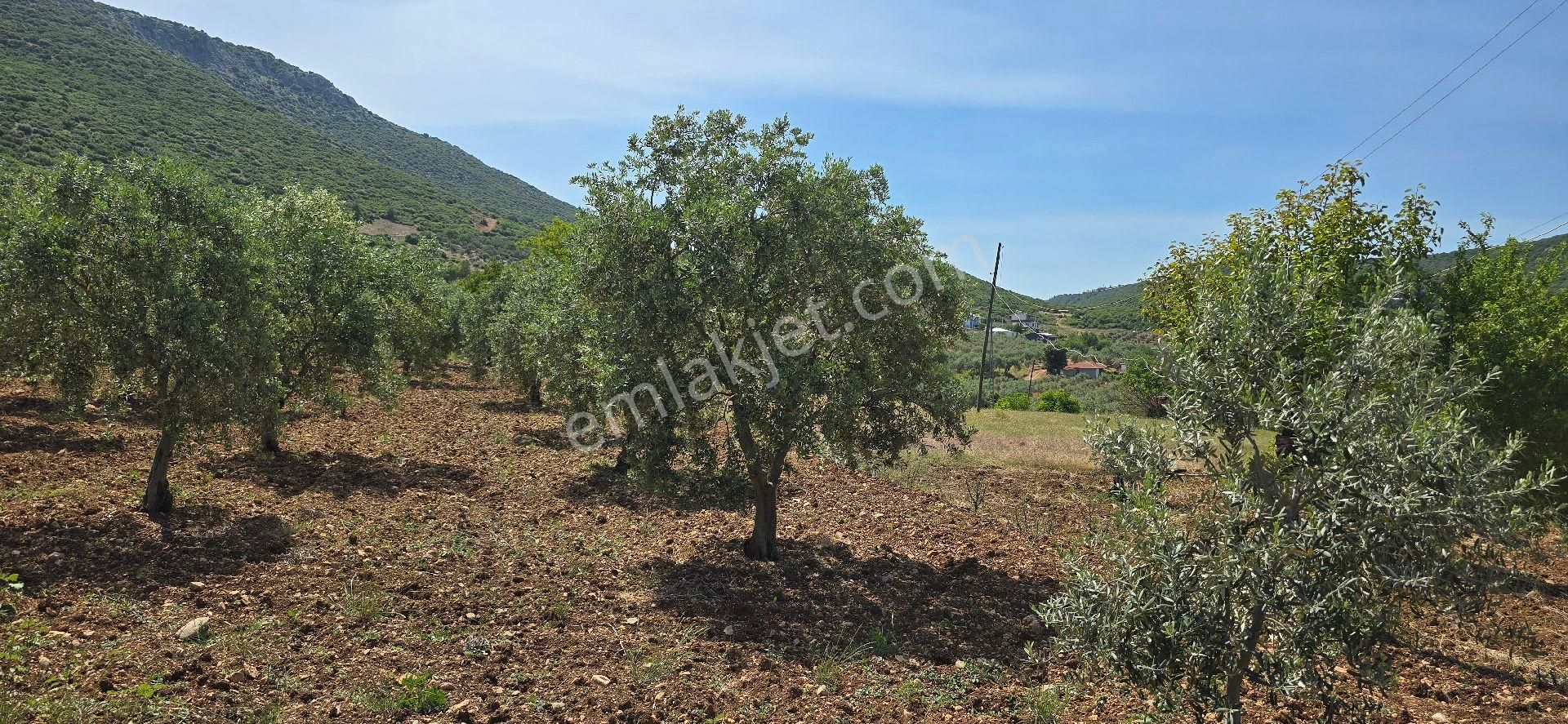 Şehitler Köyünde 1.625 M² Zeytinlik