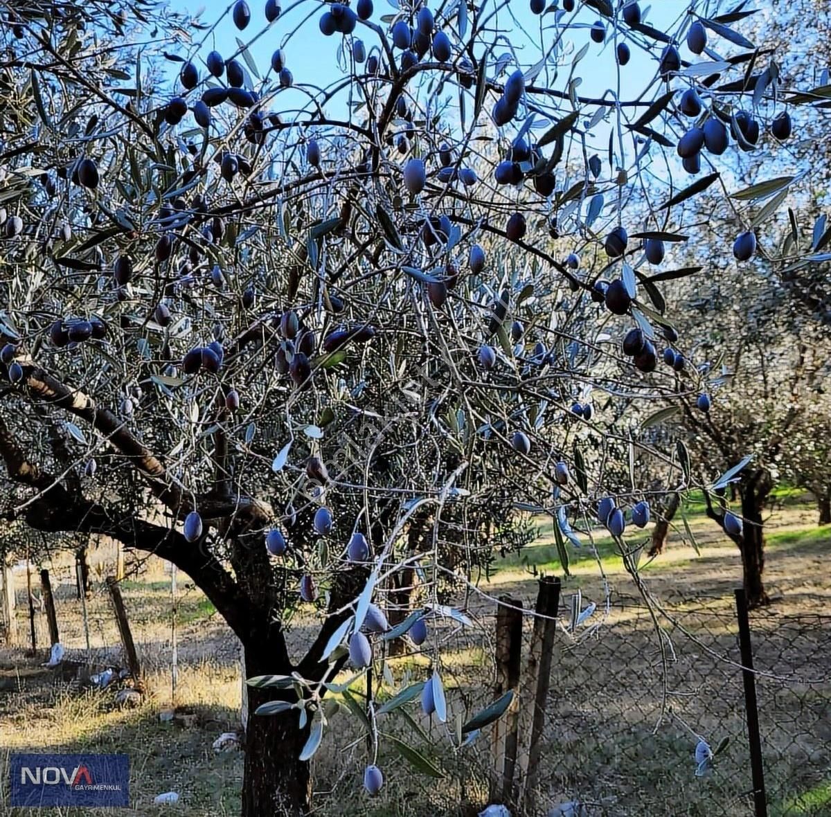 Derbentte Villa İmarlı Köşe Satılık Arsa